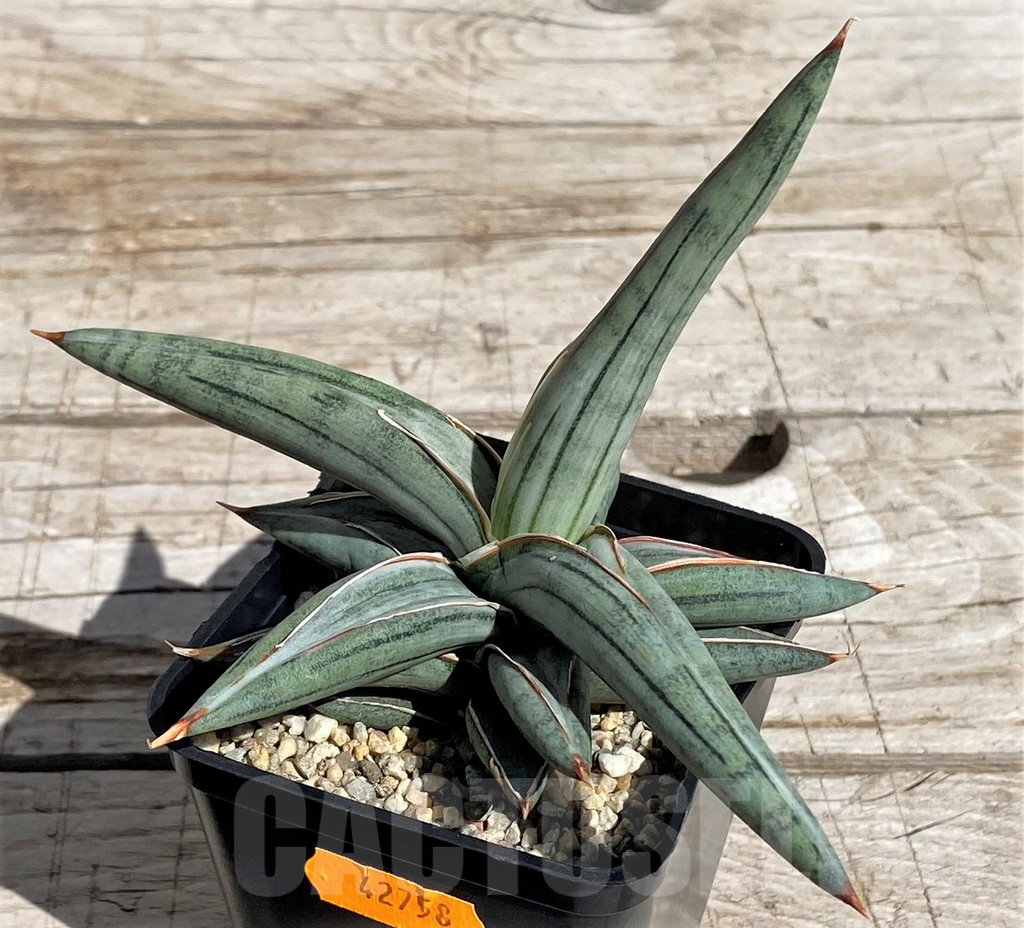 SH4837 Sansevieria ‘Silver Clone’