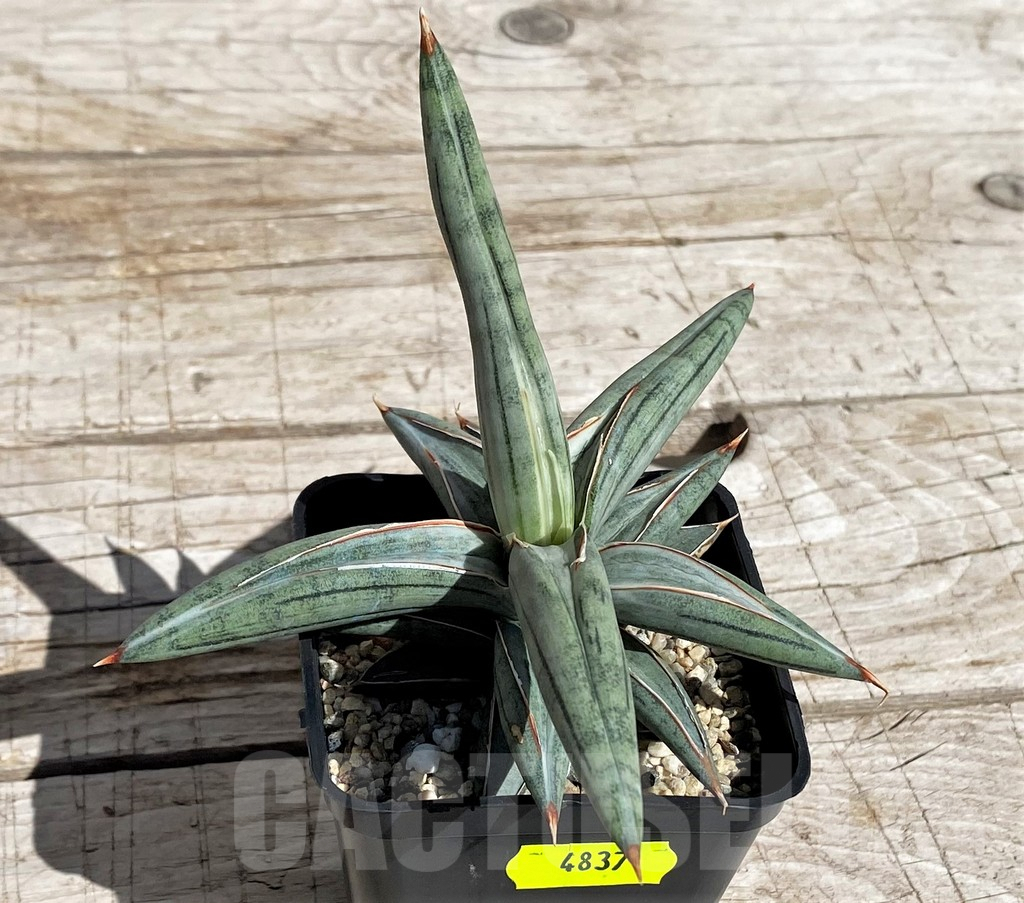 SH4837 Sansevieria ‘Silver Clone’ - immagine 2