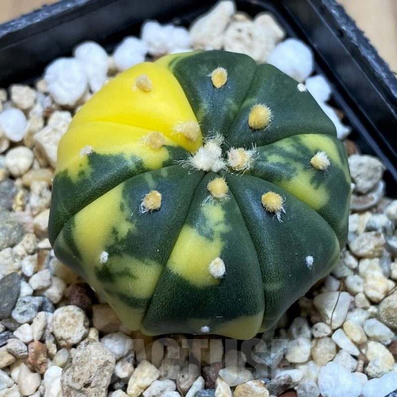 SH4984 Astrophytum asterias f. variegata