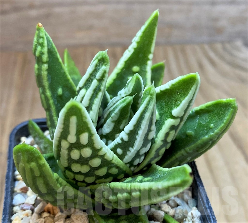 SH5355 Haworthia 'Angel's Tears'
