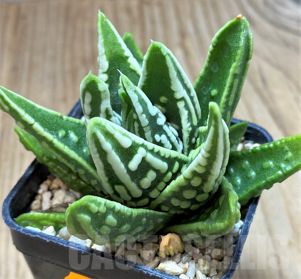 SH5355 Haworthia 'Angel's Tears' - immagine 2