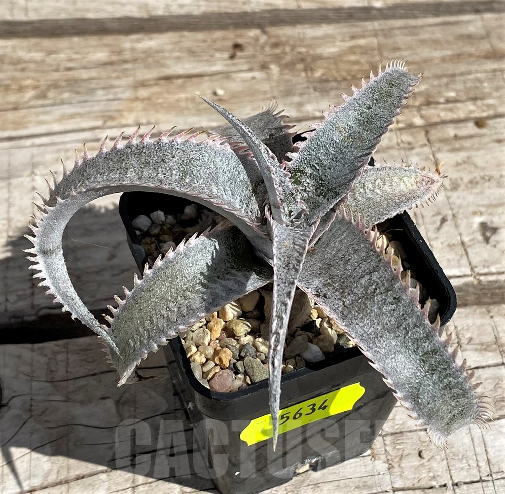 SH5634 Dyckia marnier-lapostollei hybrid - immagine 2