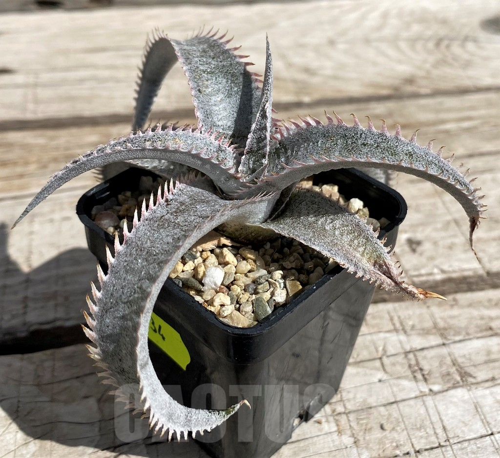 SH5634 Dyckia marnier-lapostollei hybrid