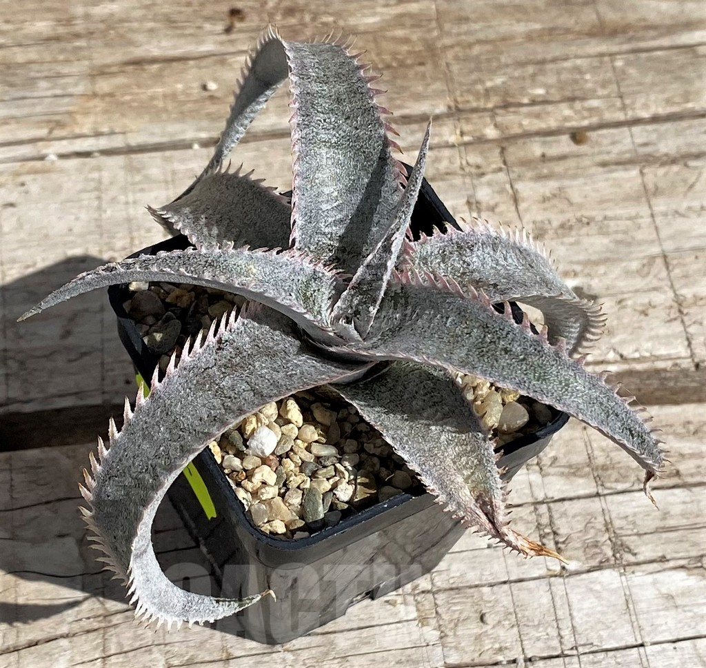 SH5634 Dyckia marnier-lapostollei hybrid - immagine 3