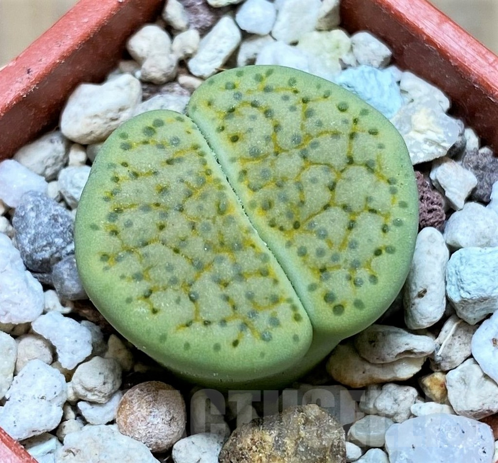 SH6986 Lithops fulviceps v. aurea C363