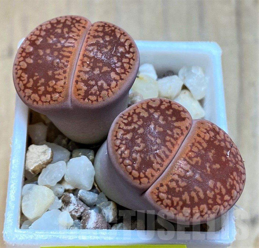 SH6991 Lithops aucampiae SH1664 -5 km SV of Griquatown-