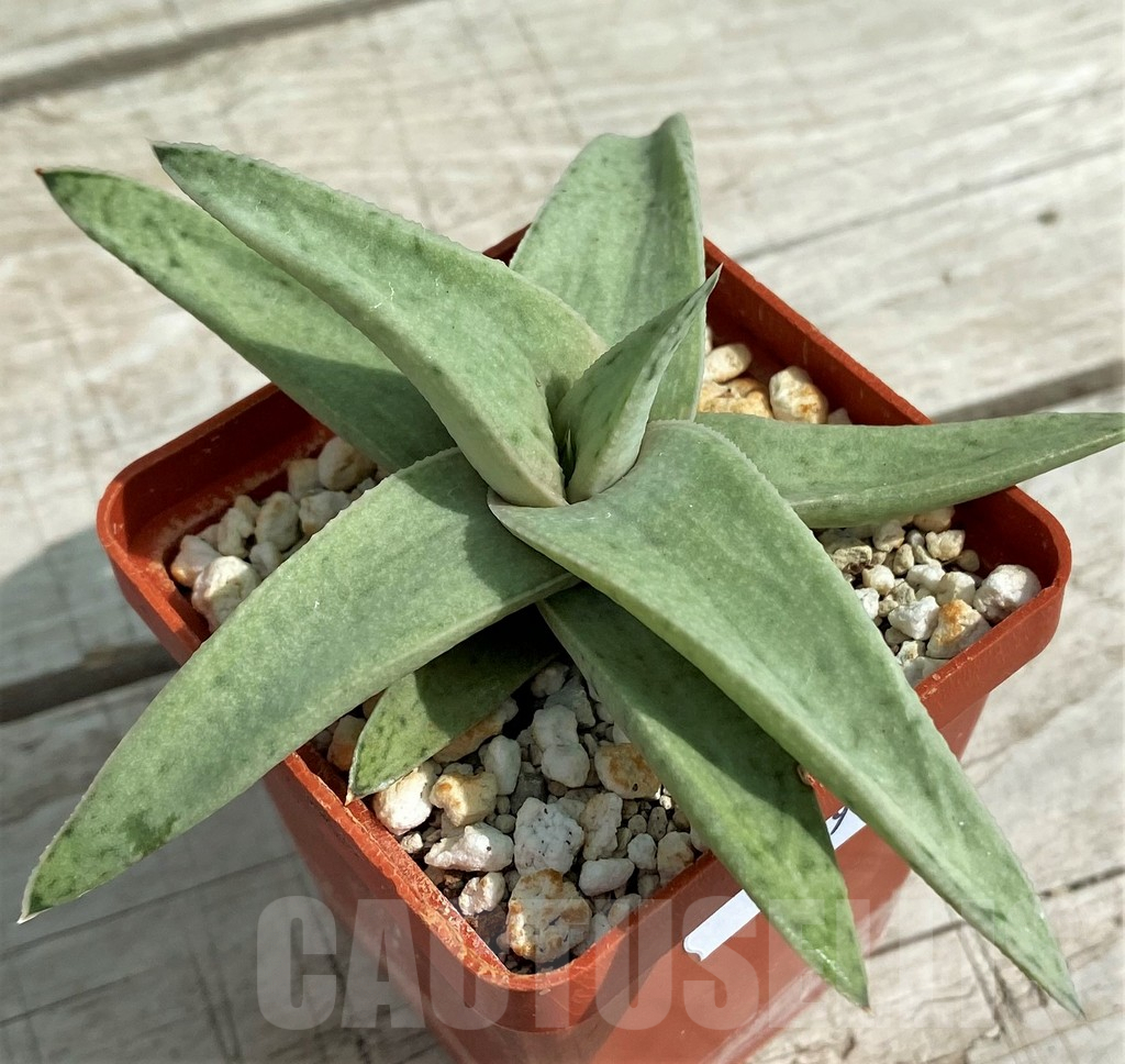 SH7819 Gasteraloe 'Sushak's White'