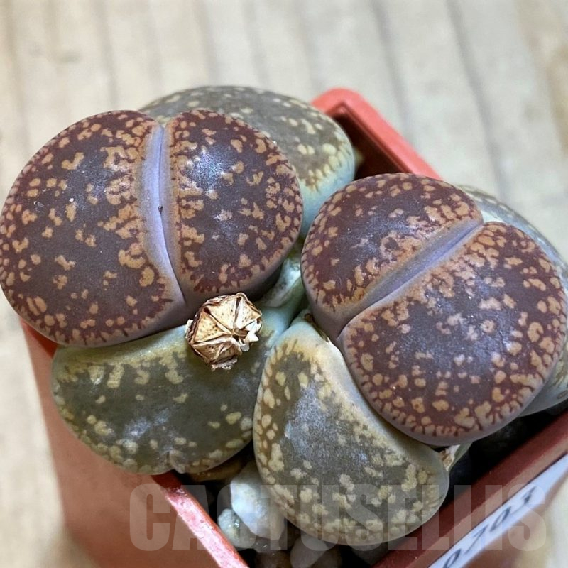SH10703 Lithops aucampiae