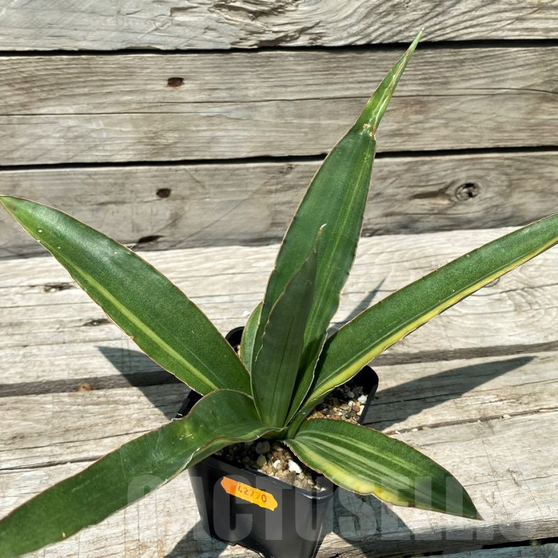 SH10802 Sansevieria 'Katana'