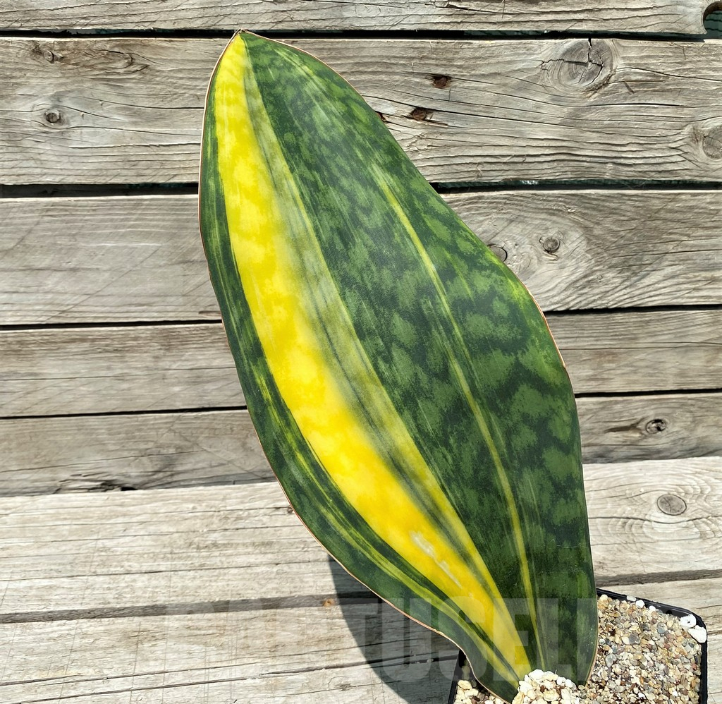 SH10805 Sansevieria Masoniana Yellow f. variegata - Obrázek 2