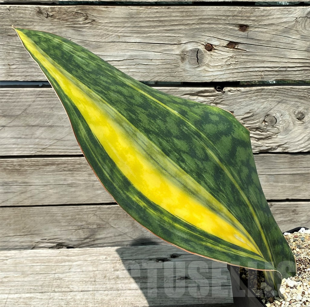 SH10805 Sansevieria Masoniana Yellow f. variegata