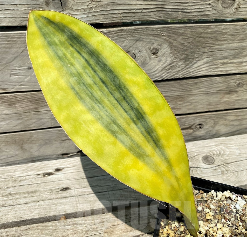 SH10806 Sansevieria Masoniana Yellow f. variegata - Obrázek 2