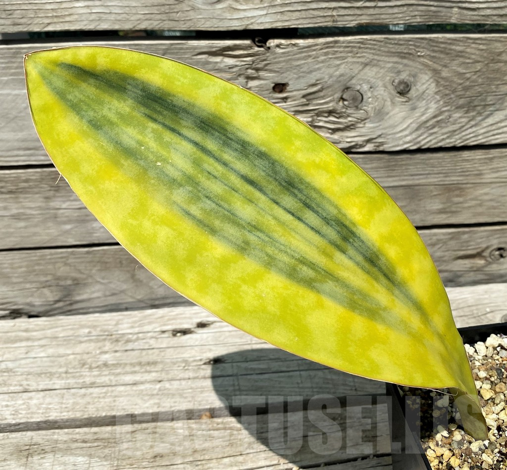 SH10806 Sansevieria Masoniana Yellow f. variegata