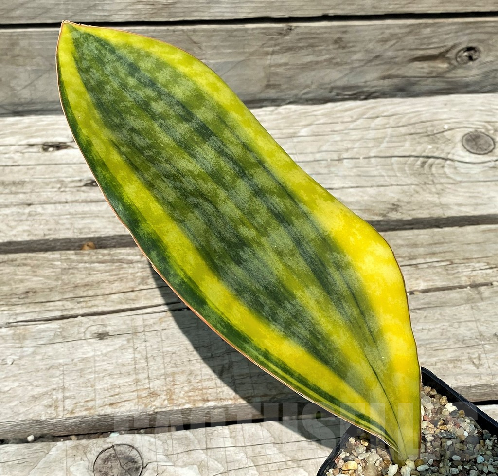 SH10807 Sansevieria Masoniana Yellow f. variegata - Image 2