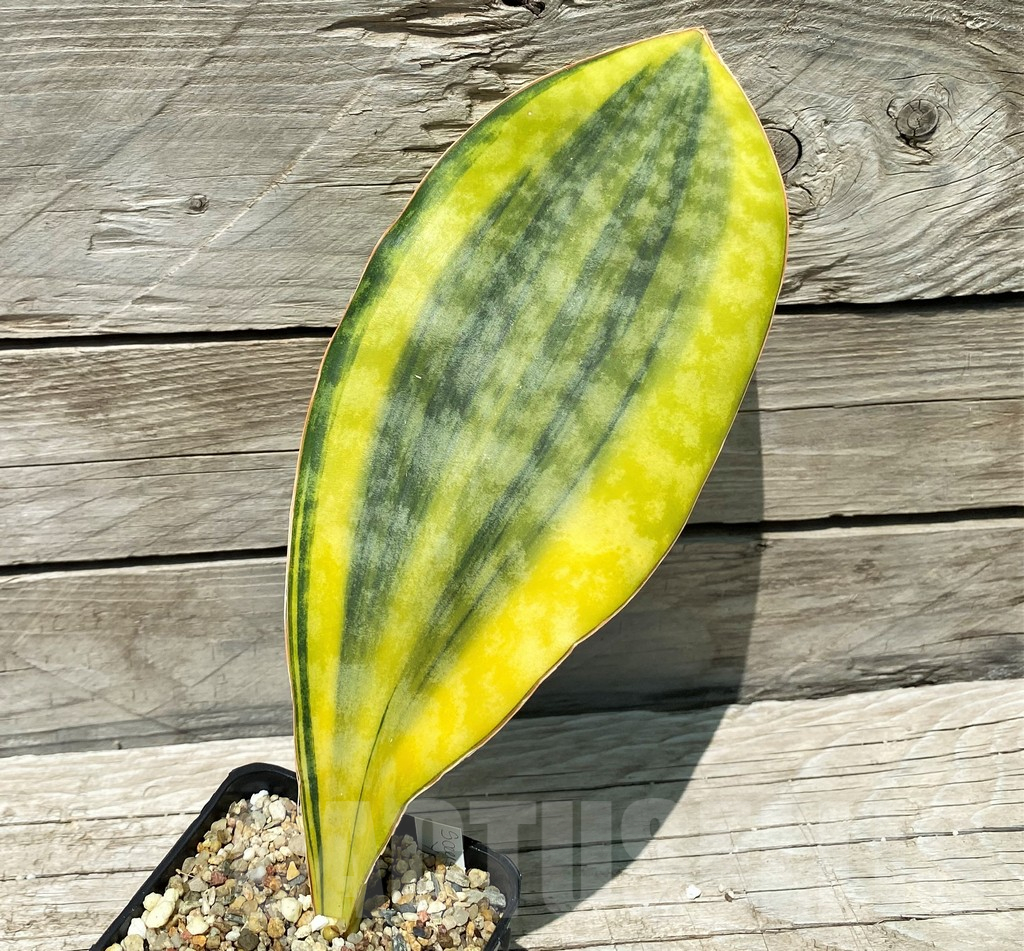 SH10807 Sansevieria Masoniana Yellow f. variegata