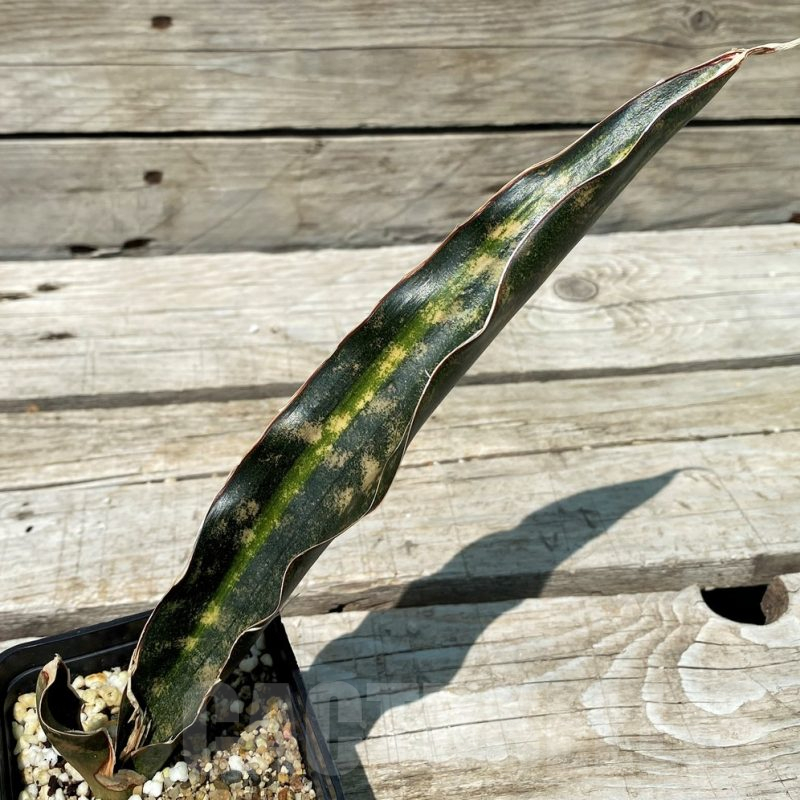 SH10812 Sansevieria kirkii 'Coppertone'