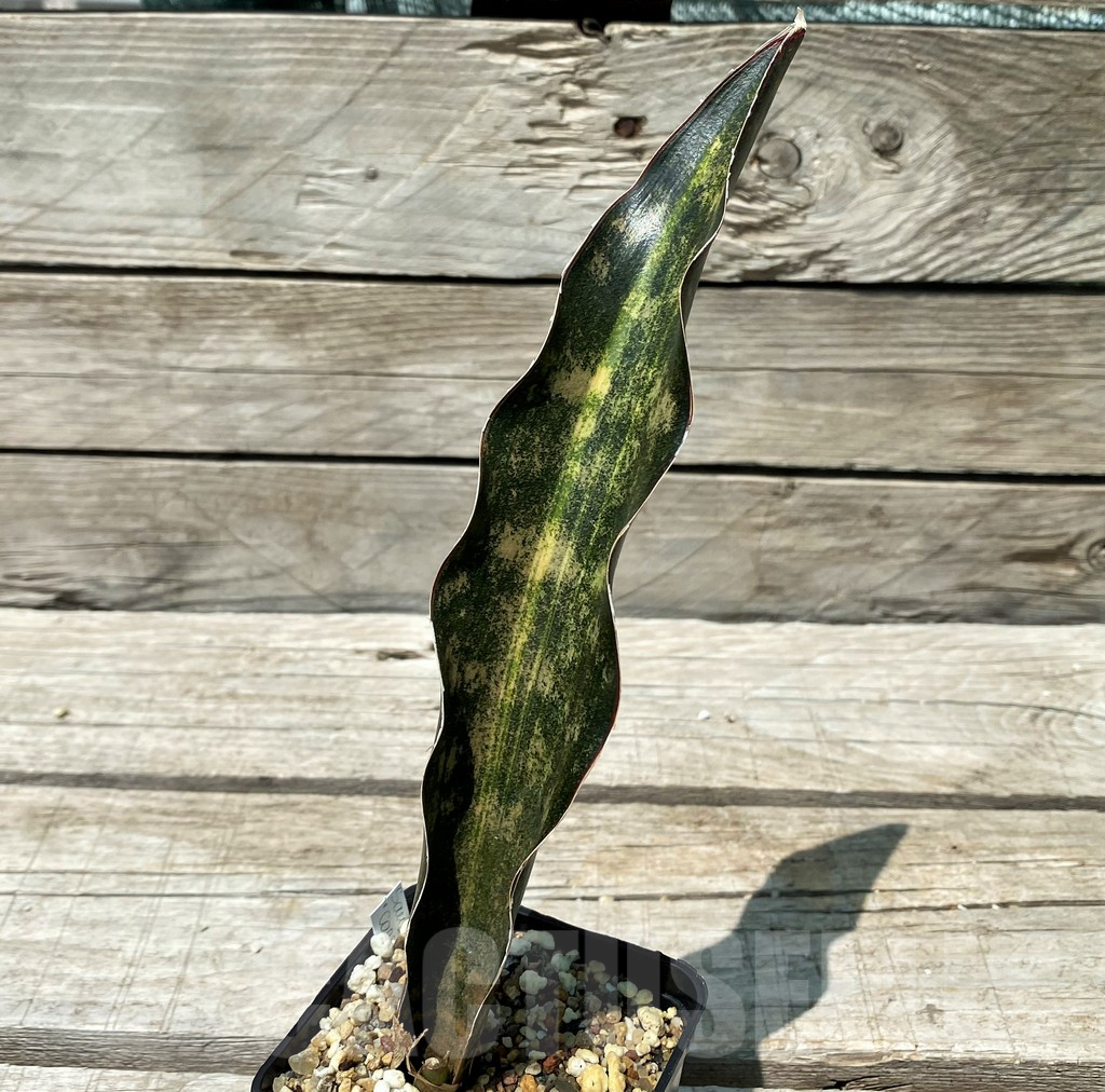 SH10813 Sansevieria kirkii 'Coppertone'