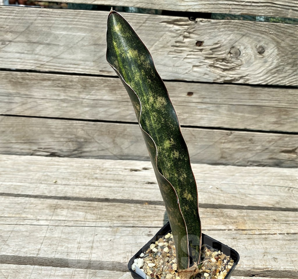 SH10813 Sansevieria kirkii 'Coppertone' - Image 2
