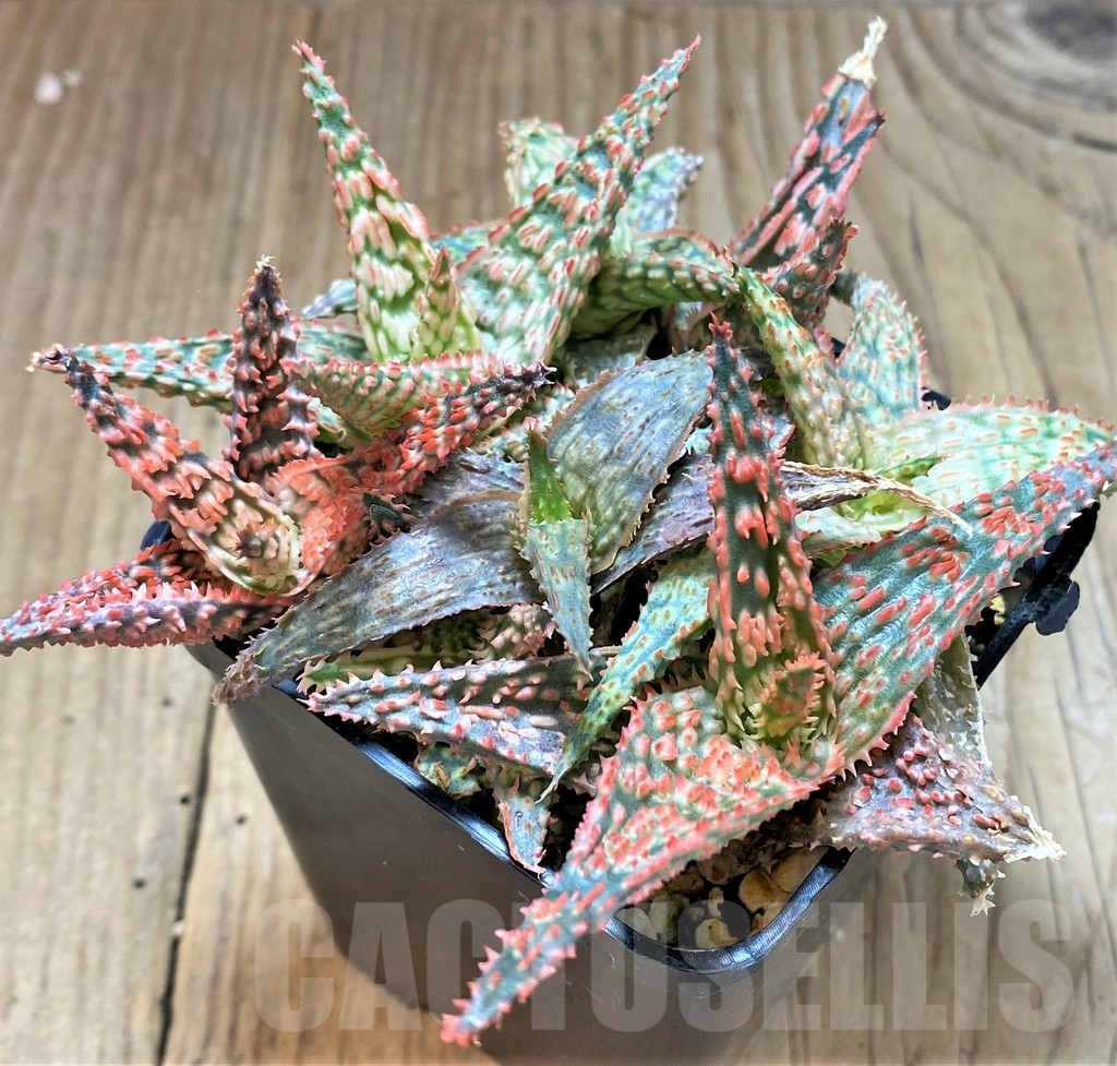SHPR41868 Aloe TCT hybrid mix