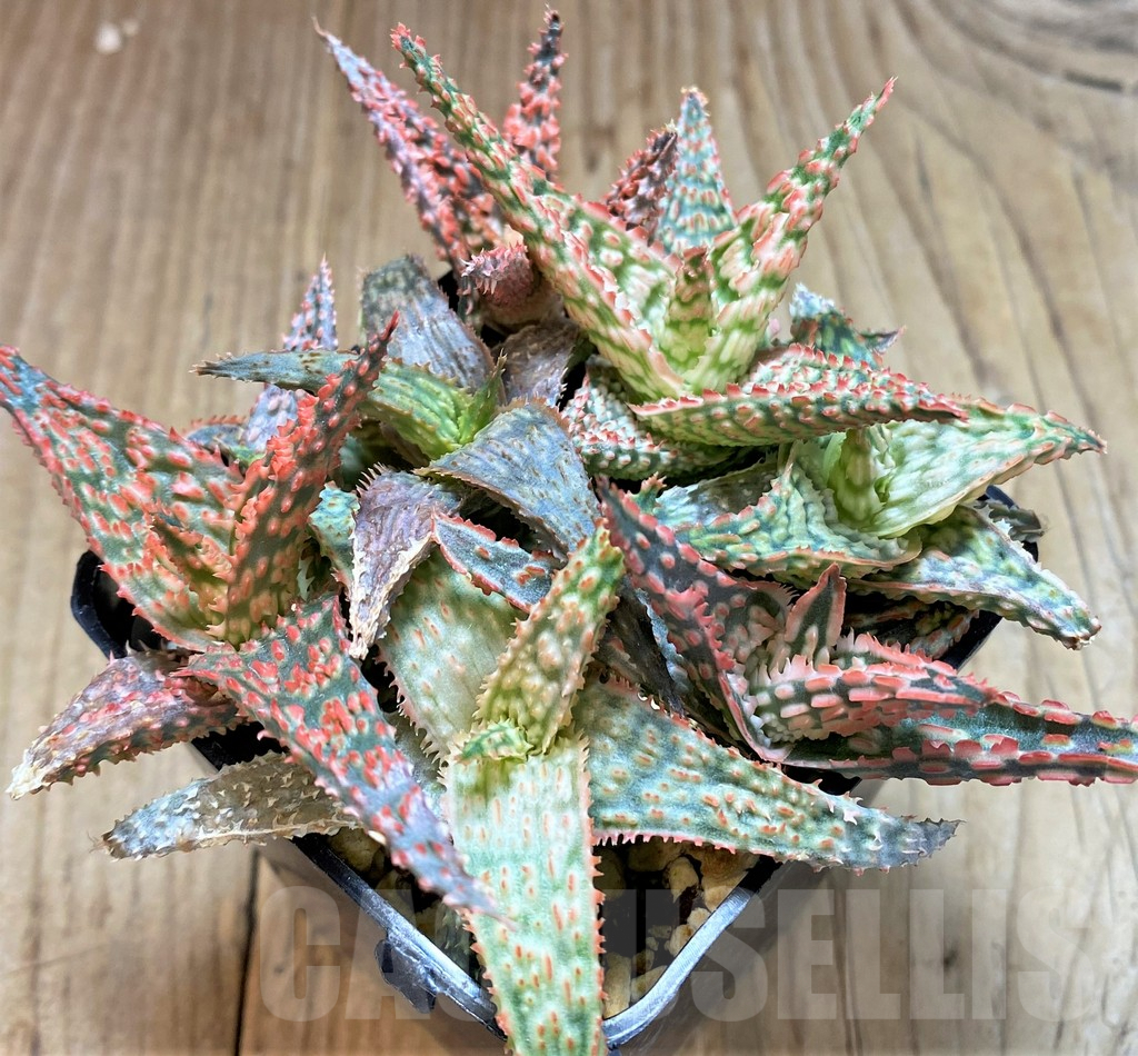 SHPR41868 Aloe TCT hybrid mix - Obrázek 2