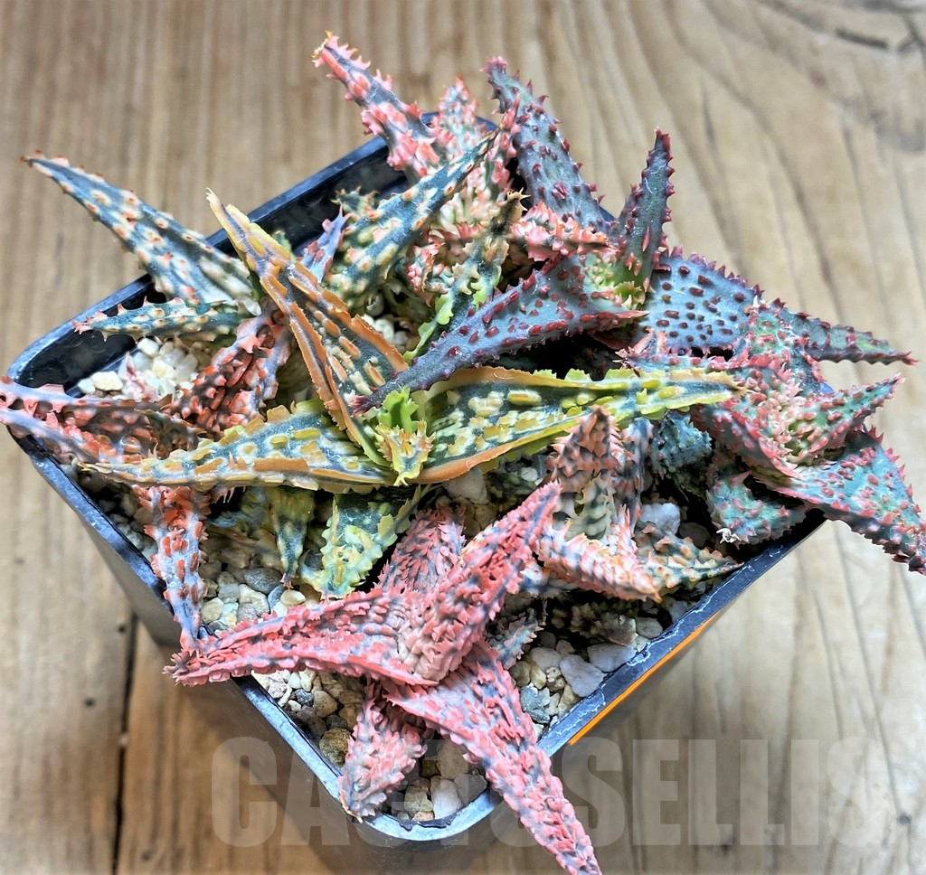 SHPR41869 Aloe TCT hybrid mix