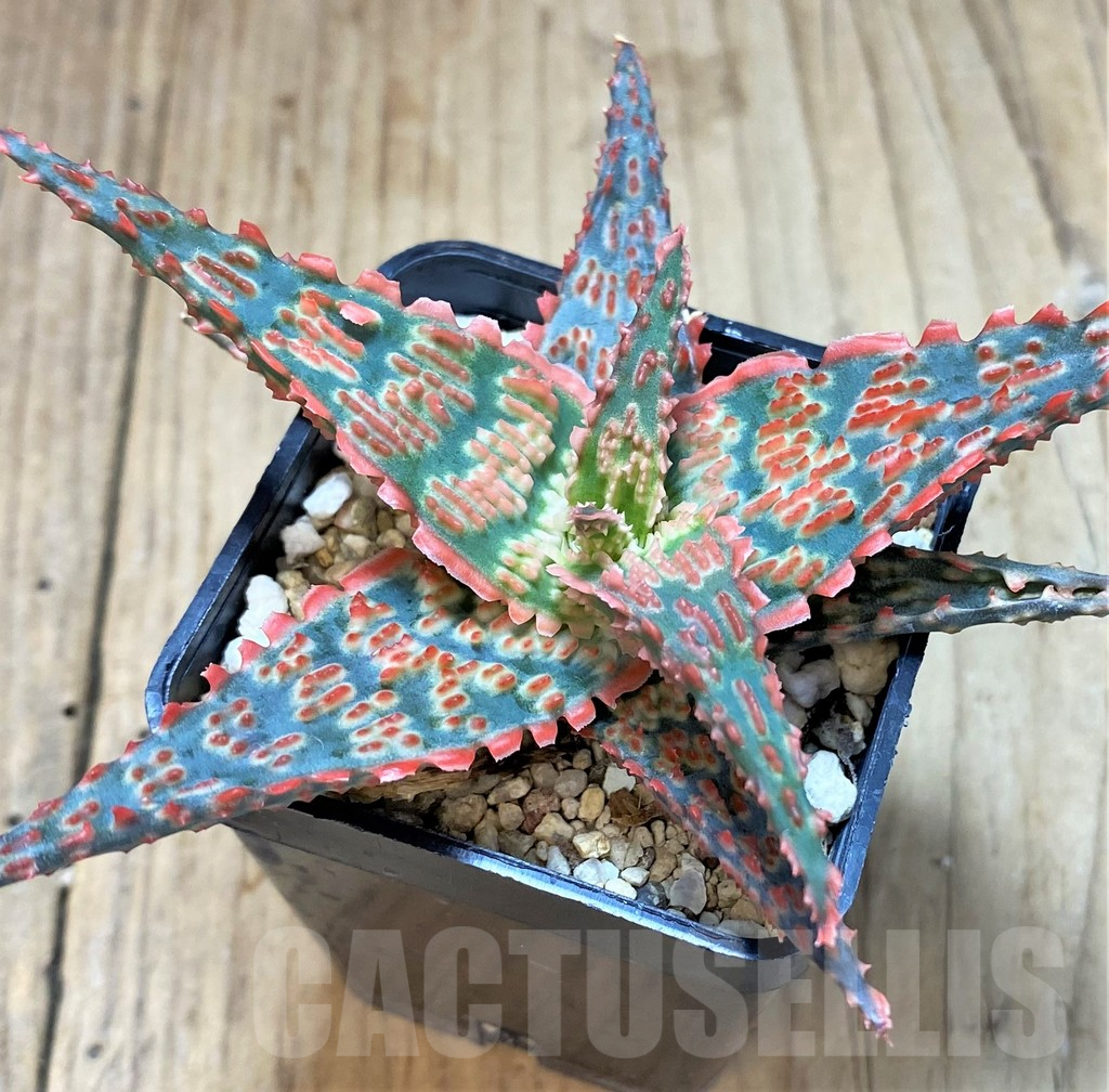 SHPR41908 Aloe hybrid - Зображення 3