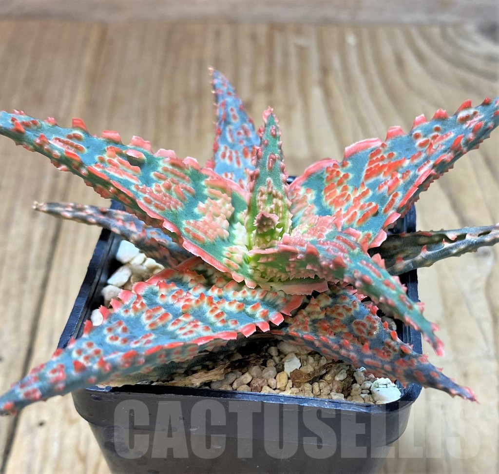 SHPR41908 Aloe hybrid - Зображення 2