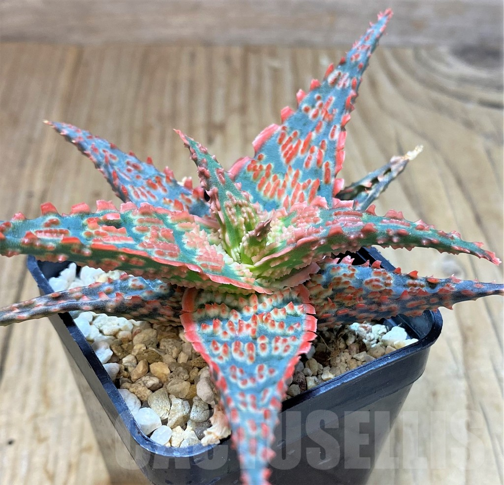 SHPR41908 Aloe hybrid