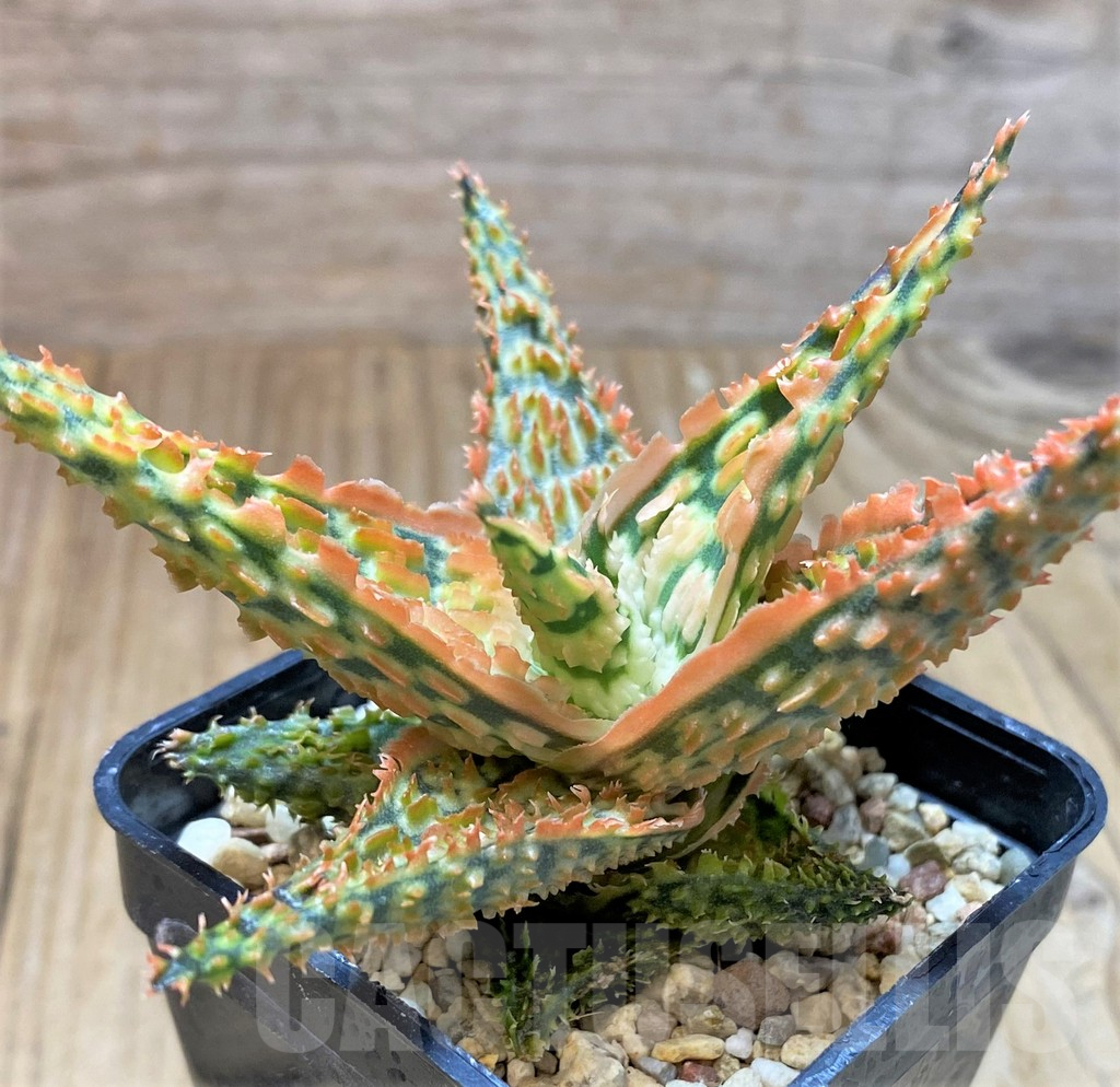 SHPR41909 Aloe TCT hybrid