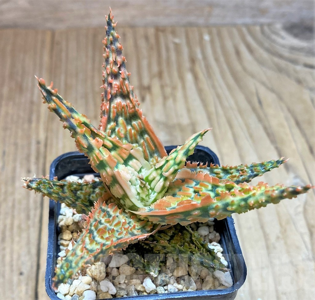 SHPR41909 Aloe TCT hybrid – Bild 2