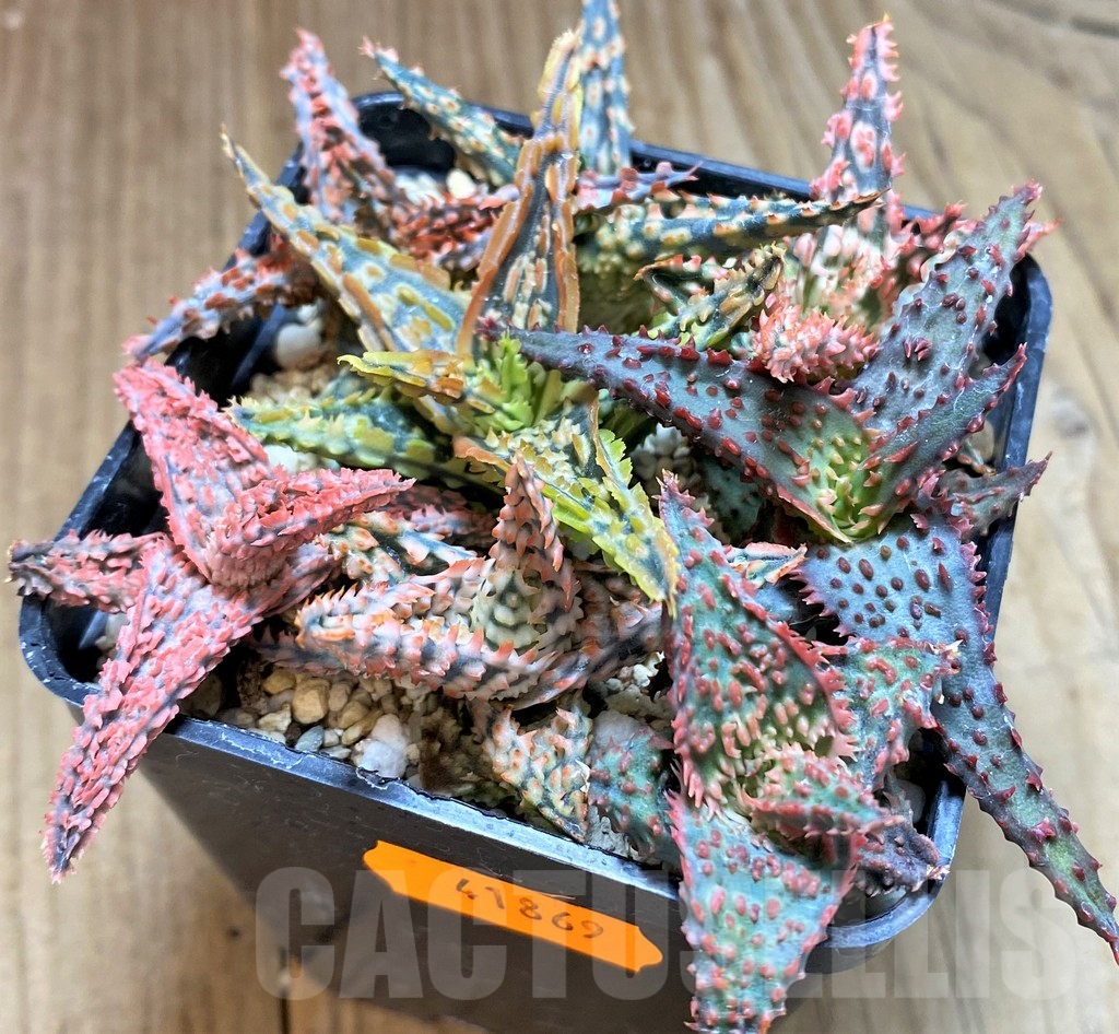 SHPR41869 Aloe TCT hybrid mix - Image 2