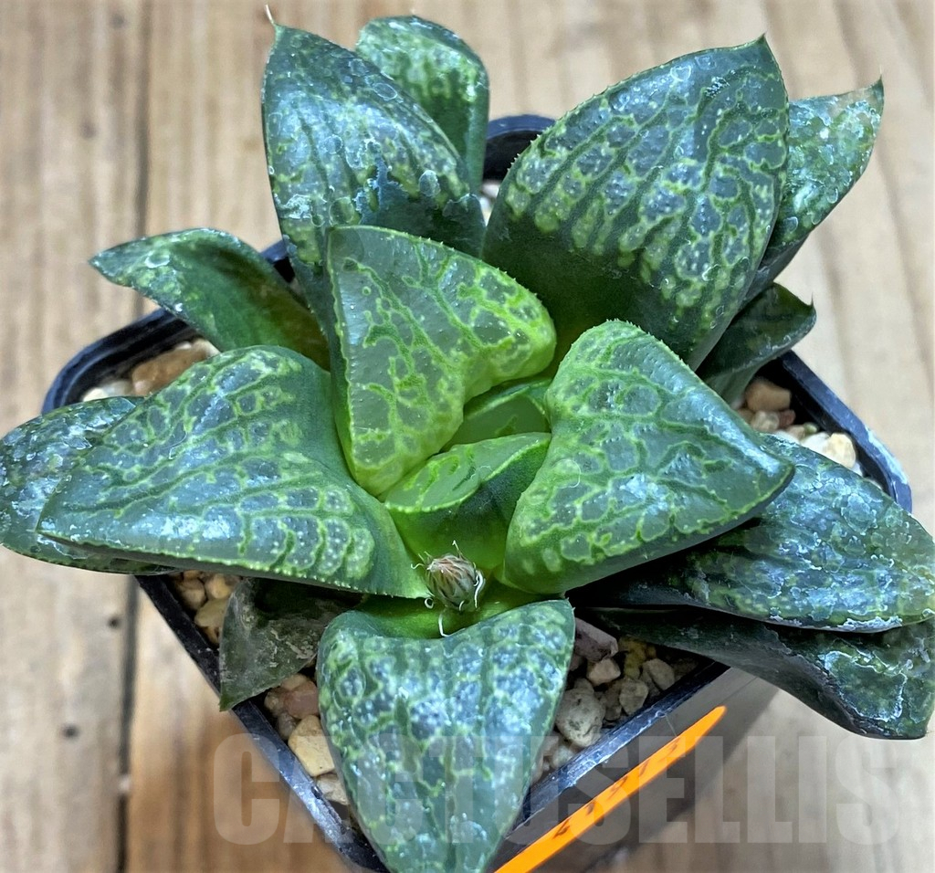 SHPR41913 Haworthia 'Kamen Butokai'