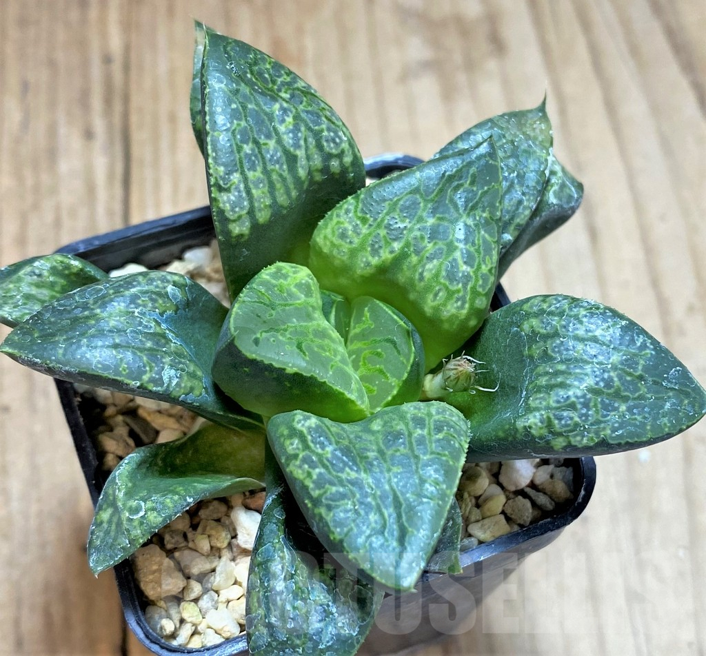 SHPR41913 Haworthia 'Kamen Butokai' - Image 2