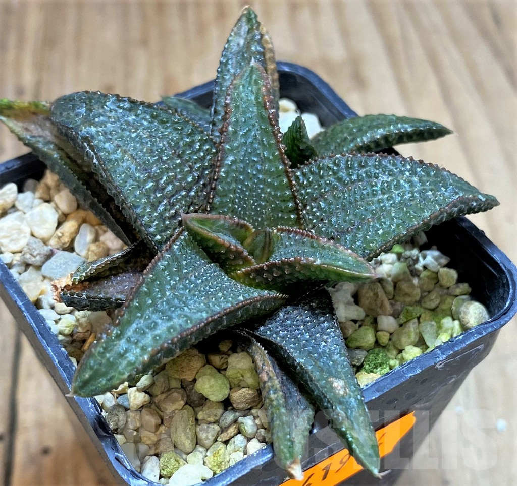 SHPR41914 Haworthia koelmaniorum hybrid - Image 2