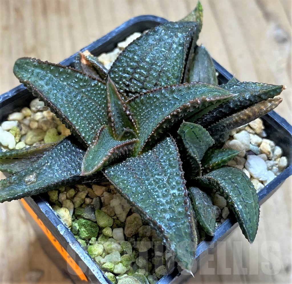 SHPR41914 Haworthia koelmaniorum hybrid