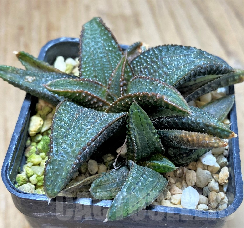SHPR41914 Haworthia koelmaniorum hybrid - Image 3