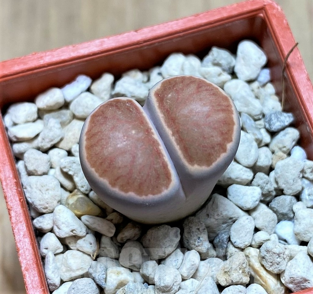 SHPR41916 Lithops julii 'Kikushogiyoku'