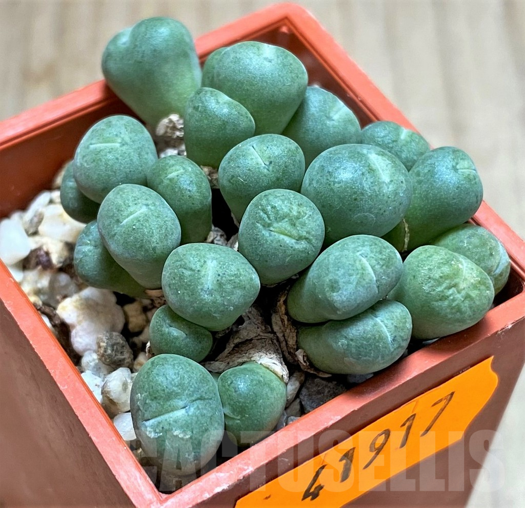 SHPR41917 Conophytum joubertii - Obrázek 2
