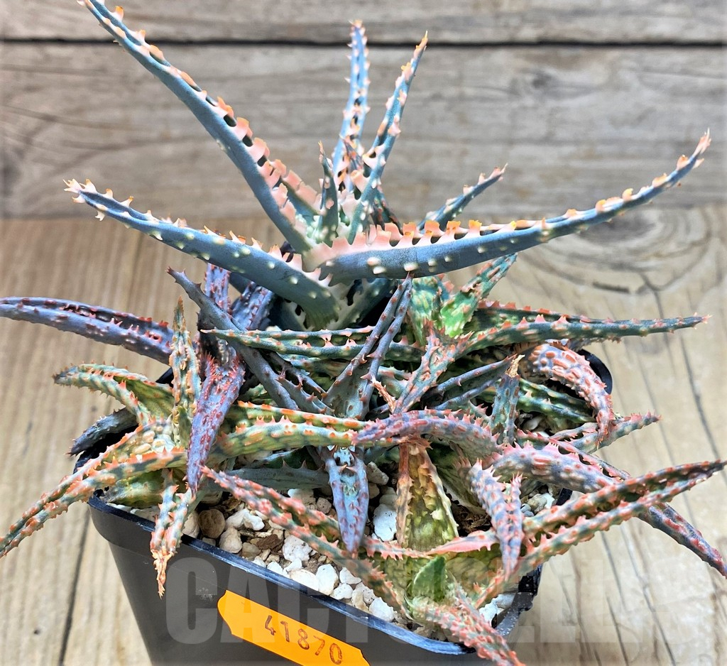 SHPR41870 Aloe TCT hybrid mix - Imagen 2