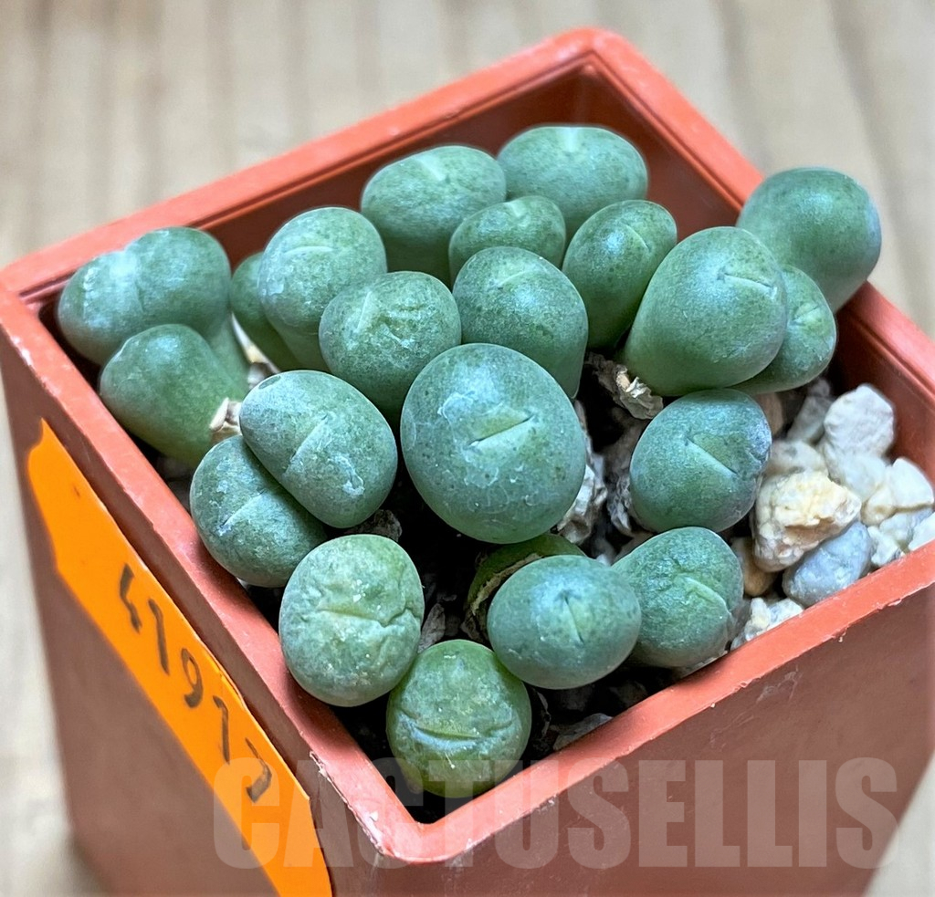SHPR41917 Conophytum joubertii