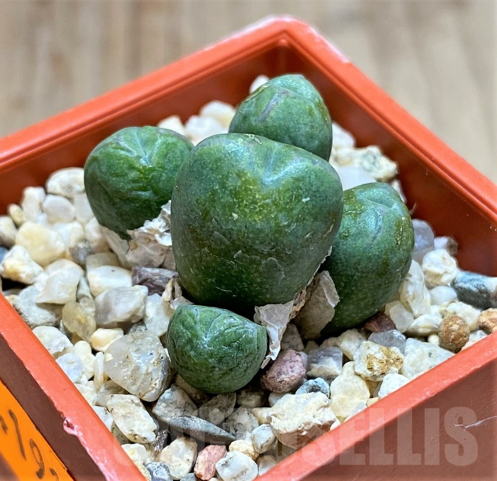 SHPR41918 Conophytum loeschianum 'Bloedrift' - Obrázek 2