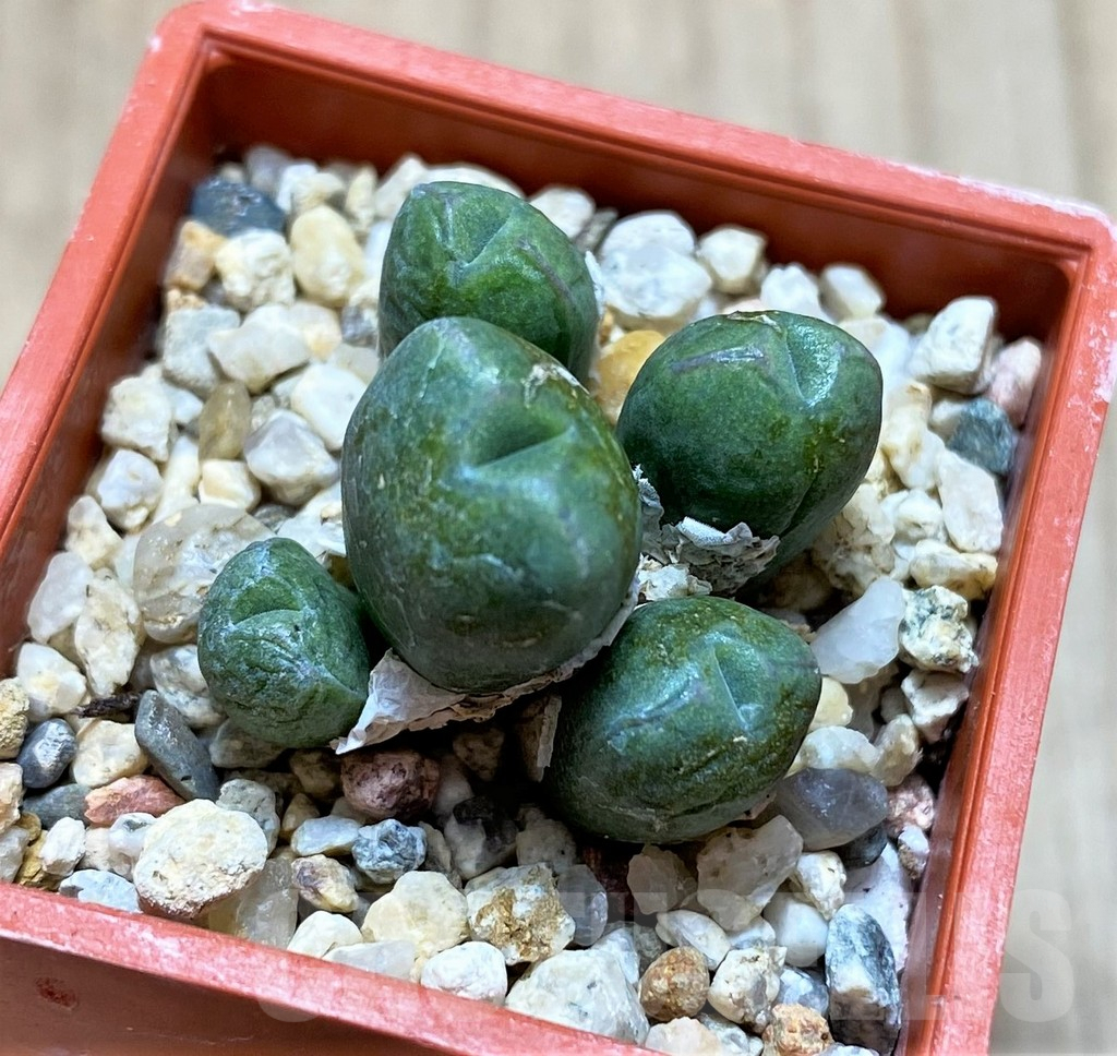 SHPR41918 Conophytum loeschianum 'Bloedrift'