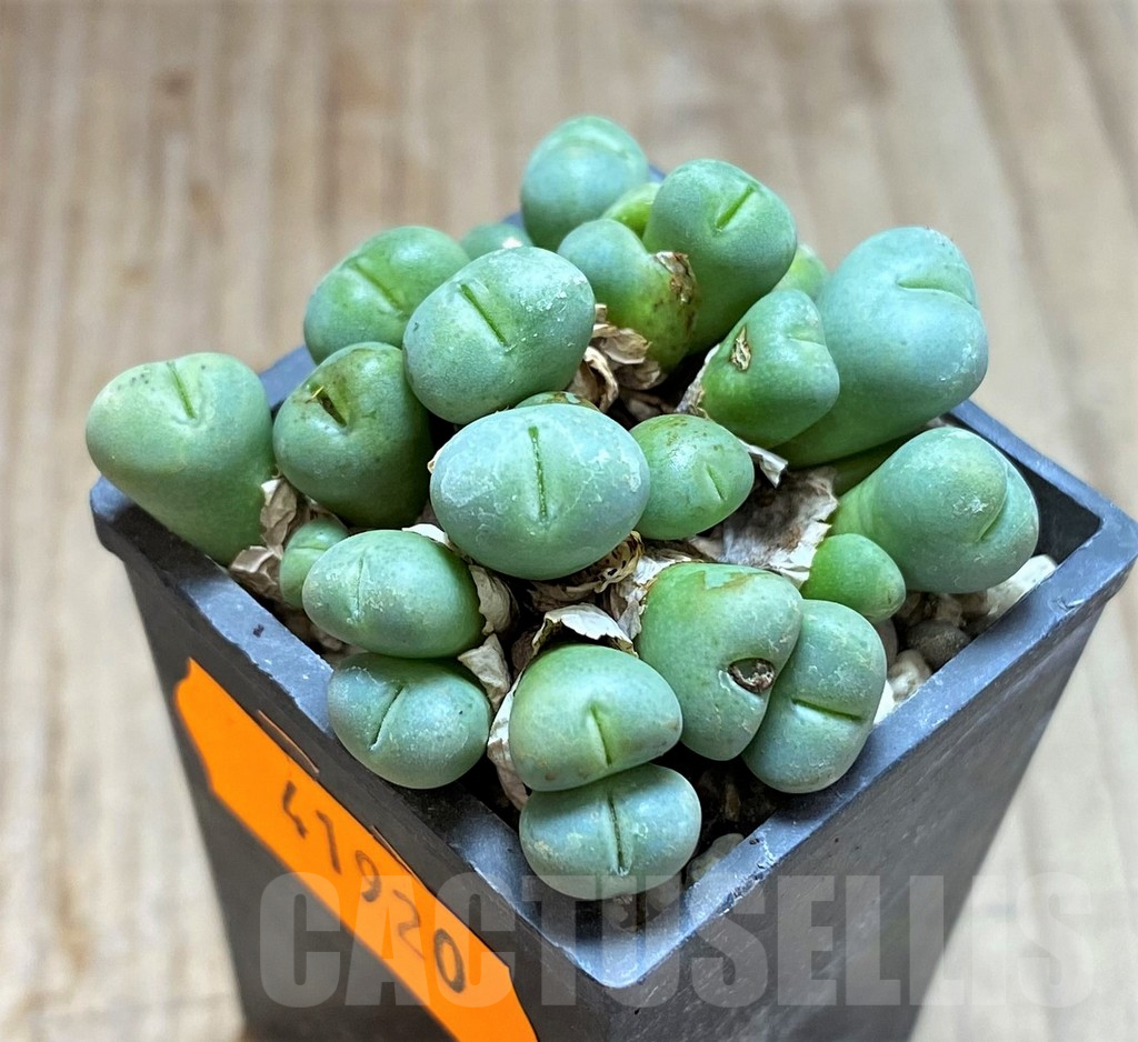 SHPR41920 Conophytum pygmaeum
