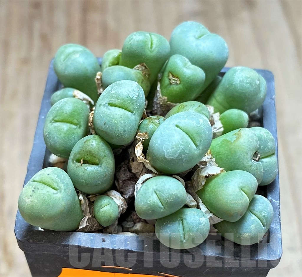 SHPR41920 Conophytum pygmaeum - Image 2