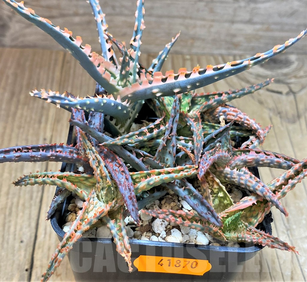 SHPR41870 Aloe TCT hybrid mix
