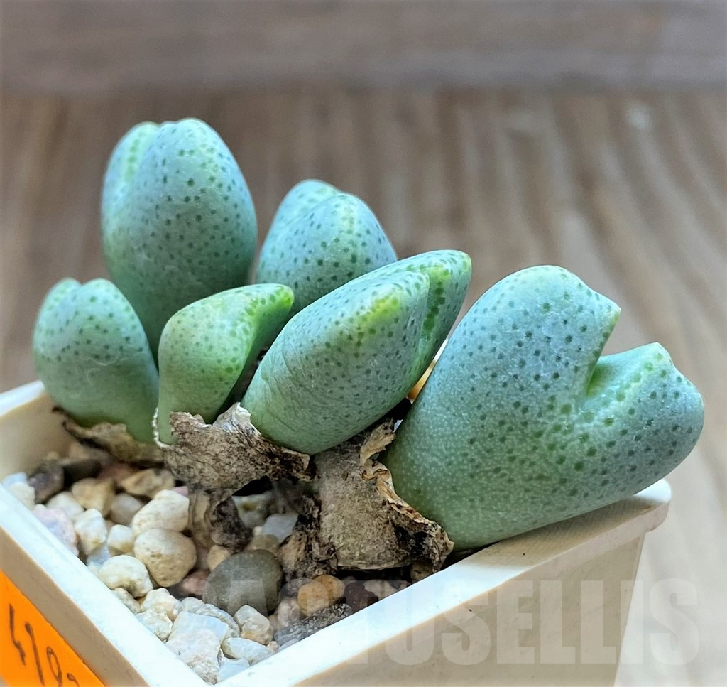 SHPR41921 Conophytum ernianum - Image 2