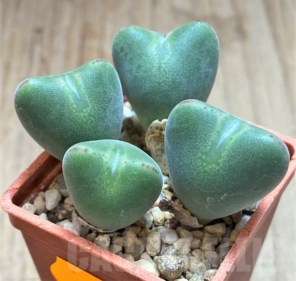 SHPR41922 Conophytum bilobum v. muscosipapillatum