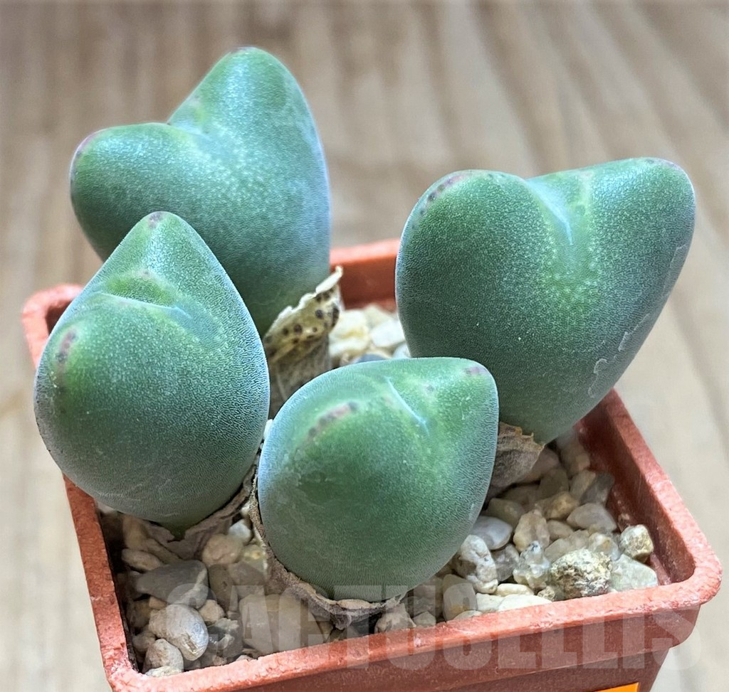 SHPR41922 Conophytum bilobum v. muscosipapillatum - Obrázek 2