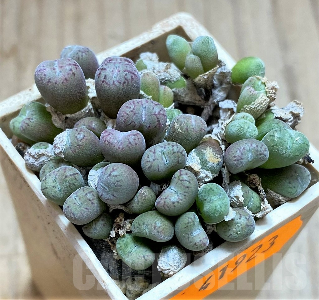 SHPR41923 Conophytum obcordellum ssp. rolfii