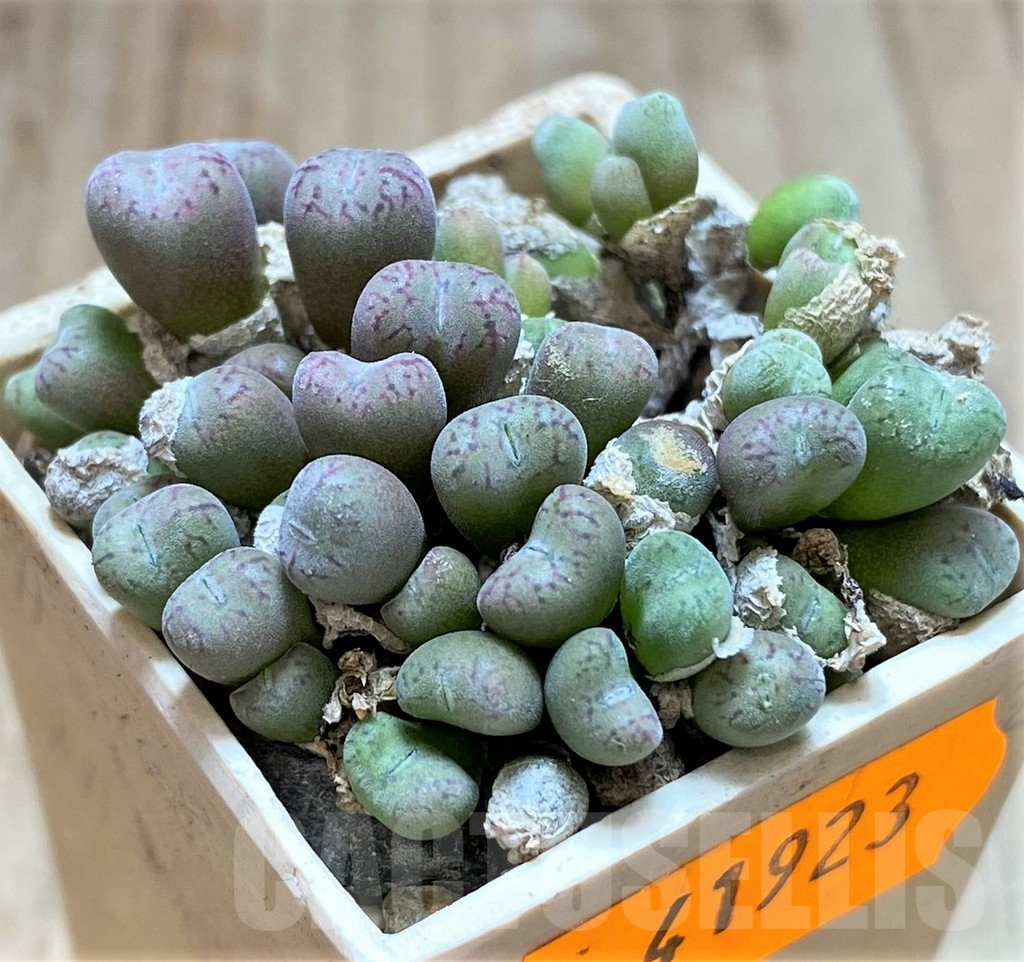 SHPR41923 Conophytum obcordellum ssp. rolfii – Image 2